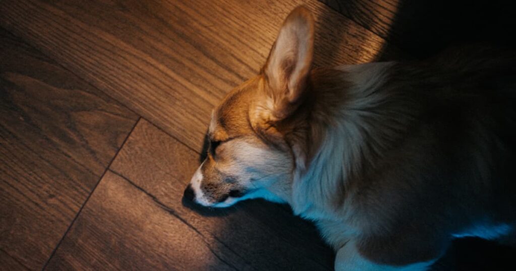 Dog lying down on a wooden floor